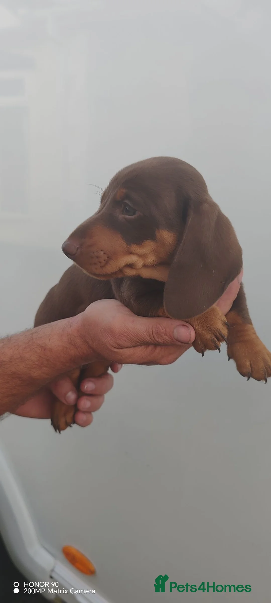 Dachshund dogs for sale: Pra Clear Minature Daushaund Puppies  - Advert 30
