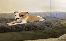 Whippet dogs for sale: Whippet puppies  - Image 7
