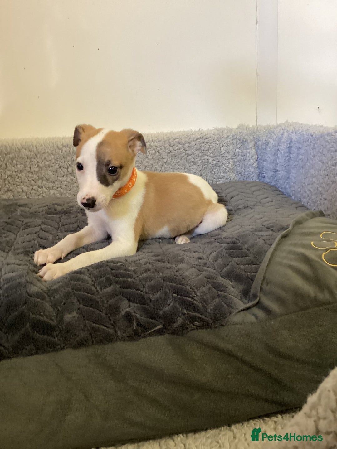 Whippet dogs for sale: Whippet puppies  - Image 7