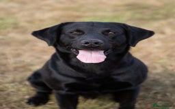 Labrador Retriever dogs for stud: KC Reg, DNA Clear, 0/0 Hips, Produces Chocolate in March - Image 2