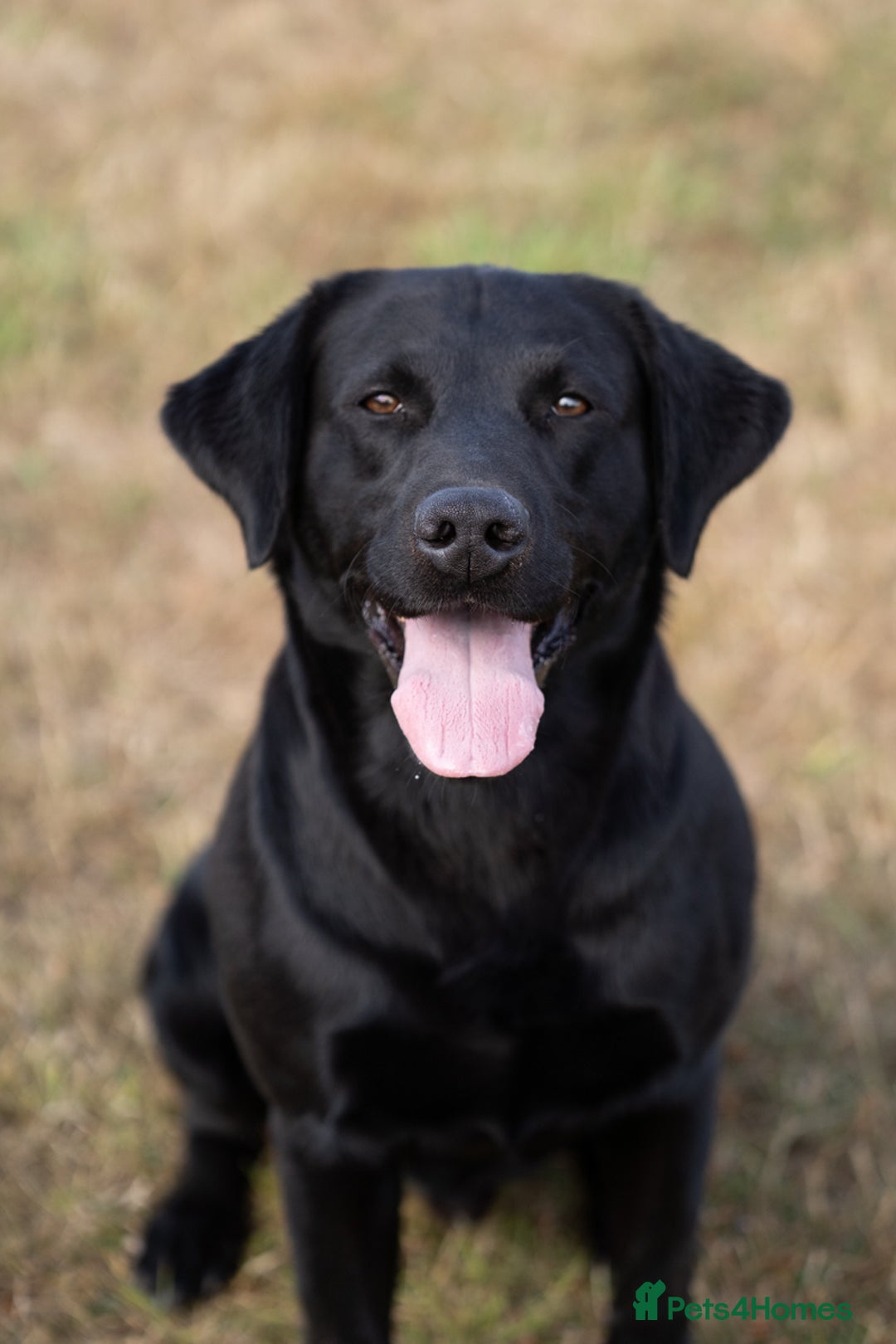 Labrador Retriever dogs for stud: KC Reg, DNA Clear, 0/0 Hips, Produces Chocolate in March - Image 2