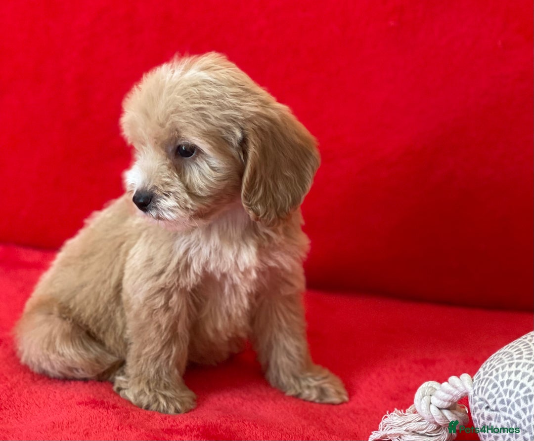 Cockapoo dogs for sale: Adorable cockapoo pups - Image 15