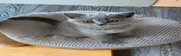 British Shorthair cats for sale: Blue longhair male blue shorthair female  - Advert 7