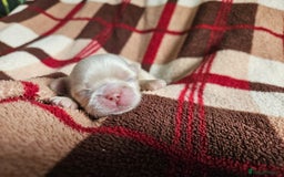 Shih Tzu dogs for sale: Quality Imperial Shih tzu babies - Advert 12