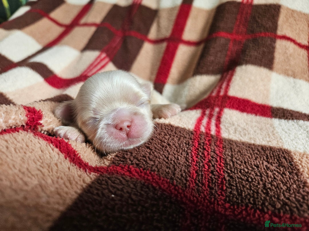 Shih Tzu dogs for sale: Quality Imperial Shih tzu babies - Advert 12