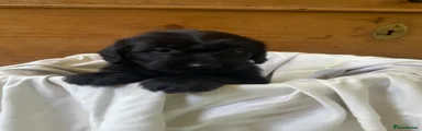 Labradoodle 2