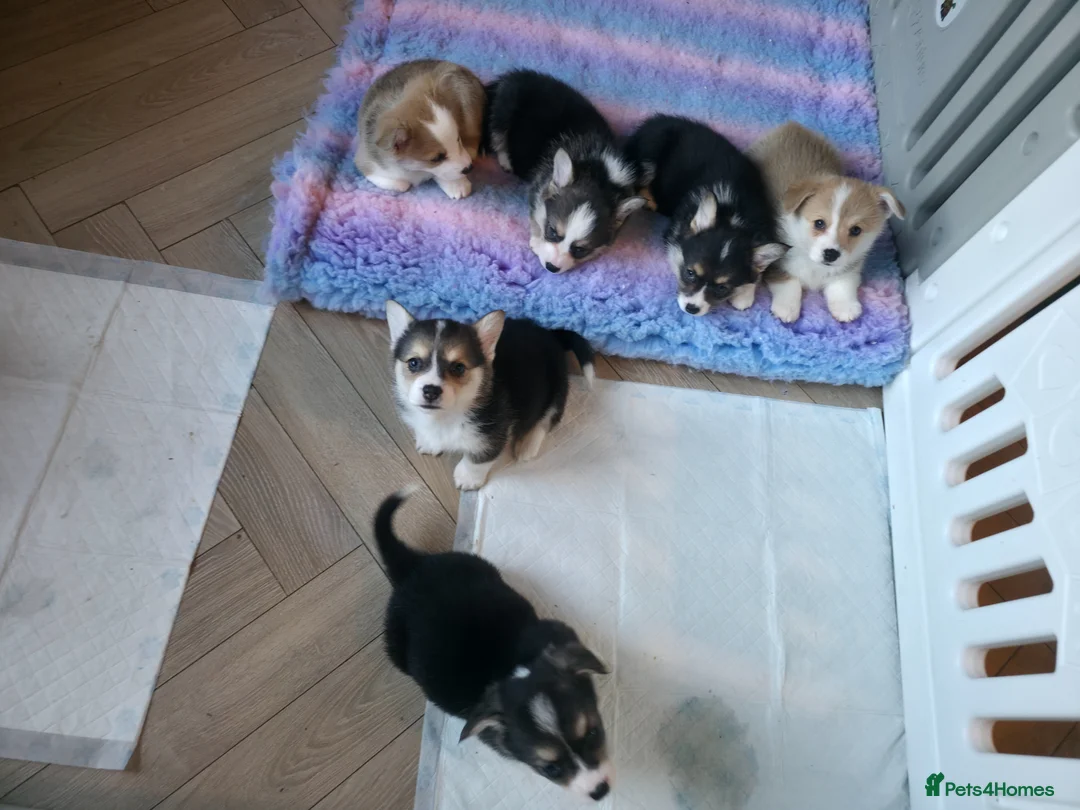 Welsh Corgi Pembroke dogs for sale: Stunning purebred Pembrokeshire corgi pups - Advert 1