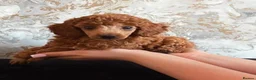 Miniature Poodle dogs for sale: Stunning Red Miniature Poodle Girl - Advert 37