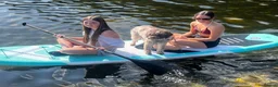 Lagotto Romagnolo dogs for stud: Fantastic Lagotto Gino - Advert 4