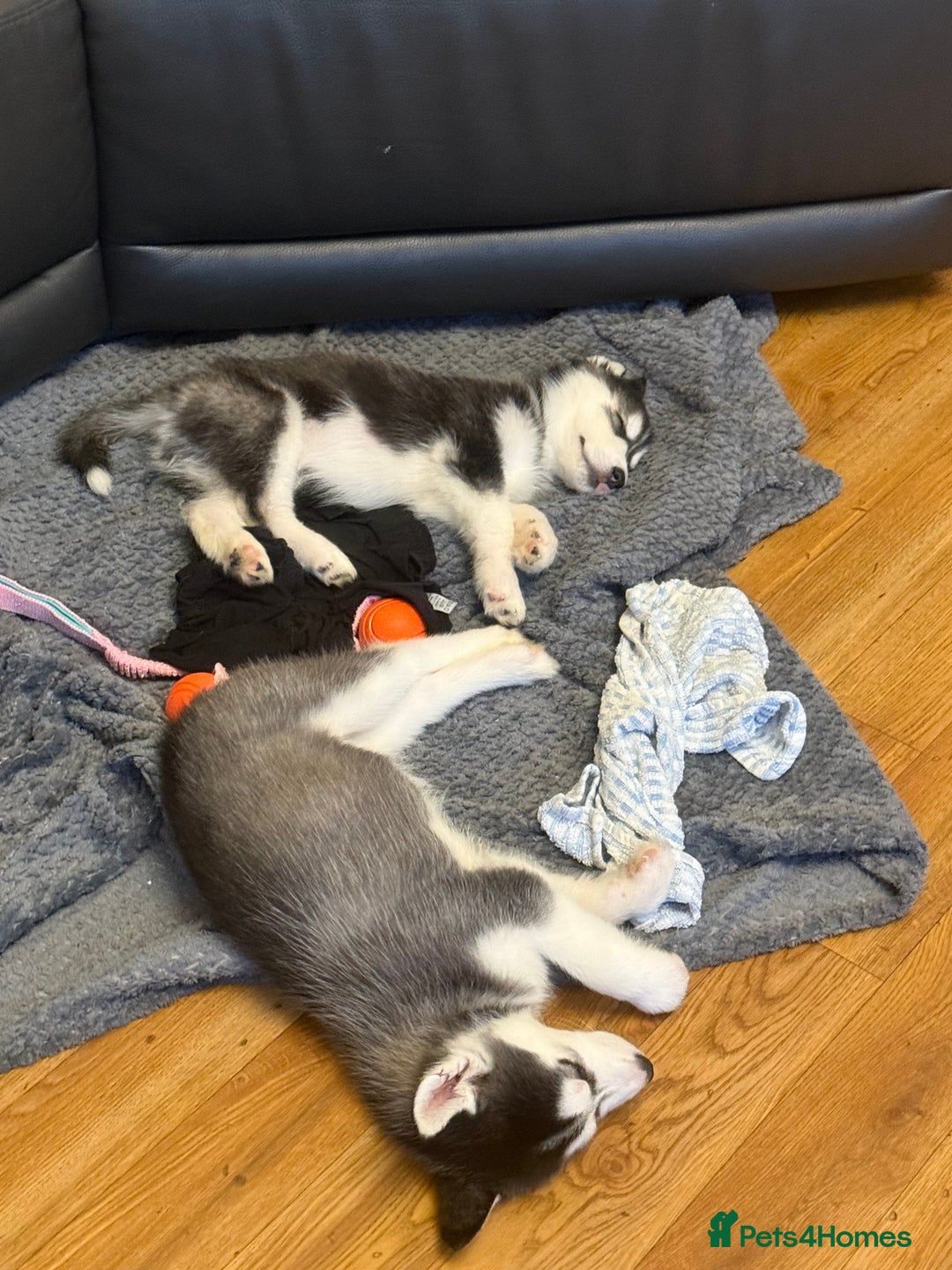 Siberian Husky dogs for sale: Siberian Husky Puppies/8 Weeks Old Glasgow 600each - Advert 12