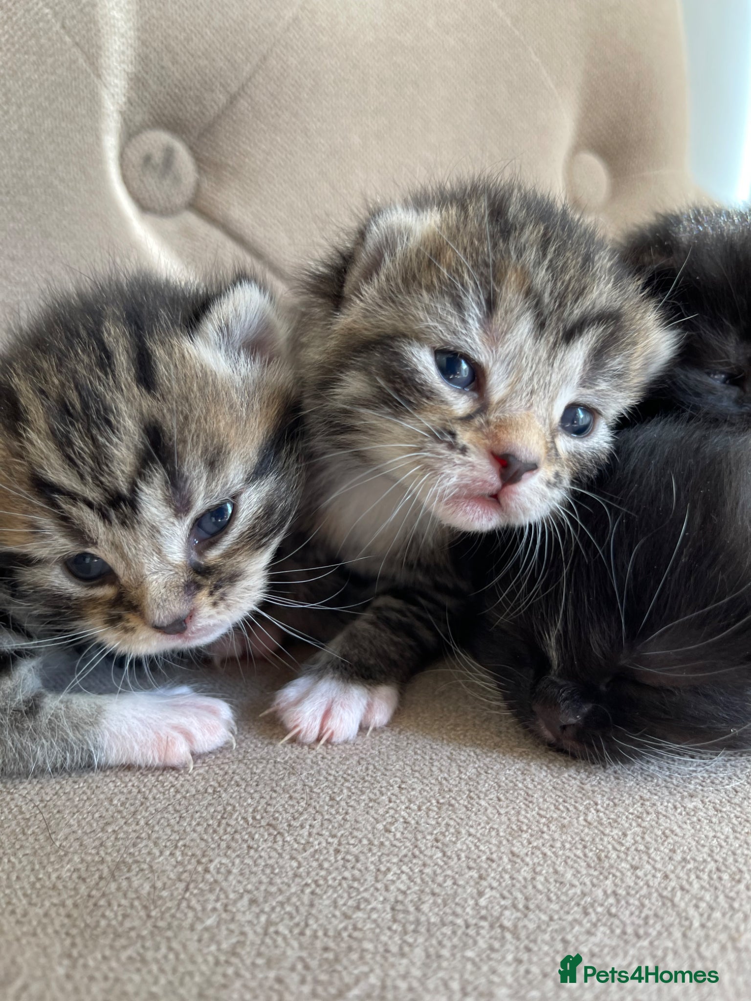 Persian cats Adorable Kittens for Sale - Advert 5