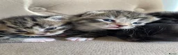 Persian cats for sale: Adorable Kittens for Sale - Advert 2