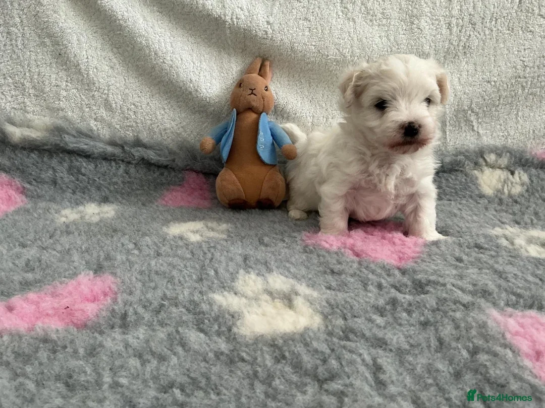 Maltese dogs for sale: 🤩 2 stunning Maltese 🤩 - Advert 2