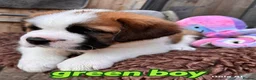 Saint Bernard dogs for sale: 5 stunning male St Bernard puppies in Rotherham - Advert 5