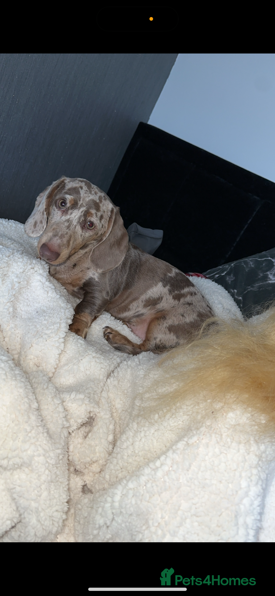 Miniature Dachshund dogs for sale: Mini dachshund kc registered  - Advert 3