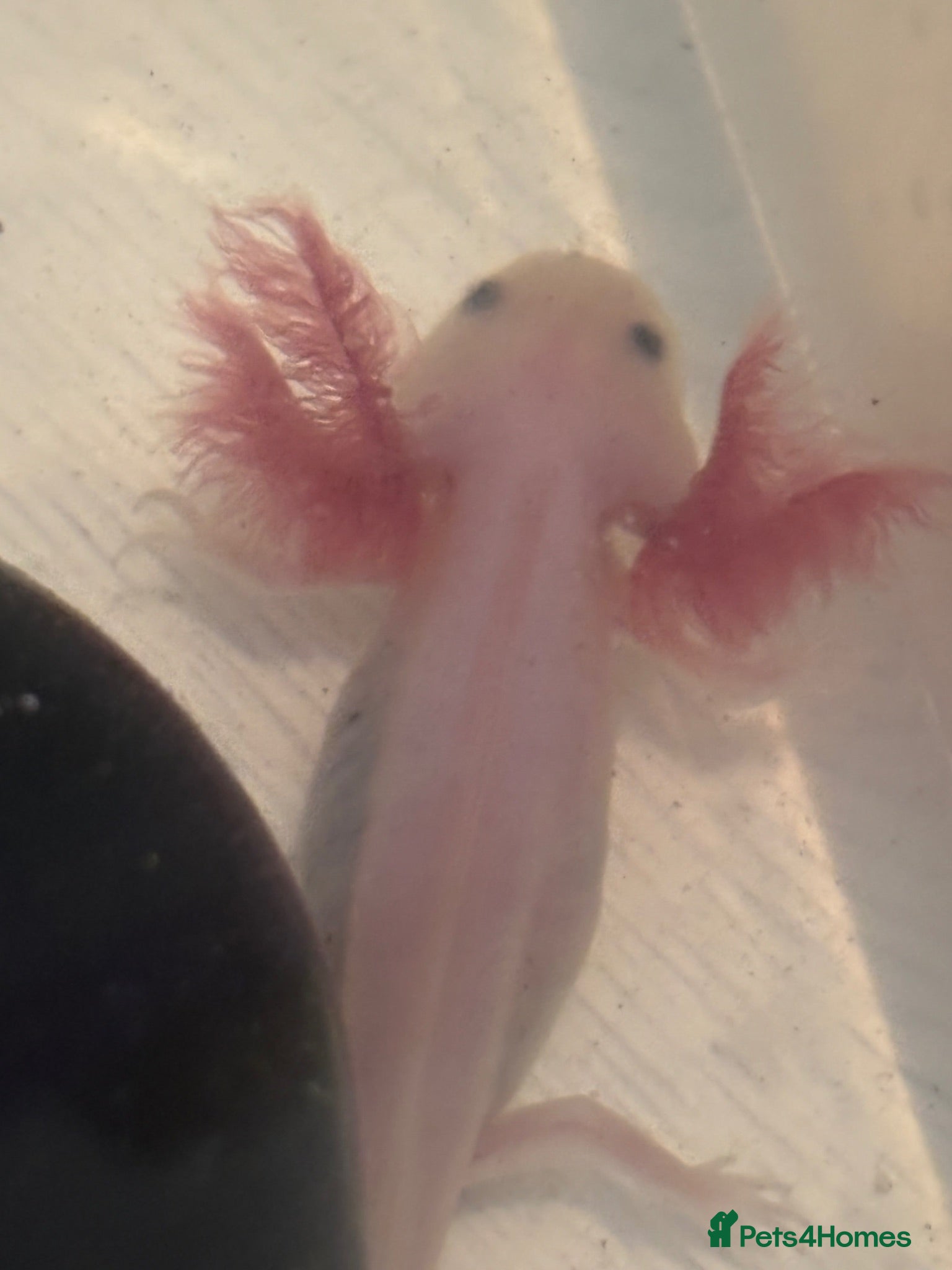Axolotl reptiles Beautiful Axelotl  - Advert 5