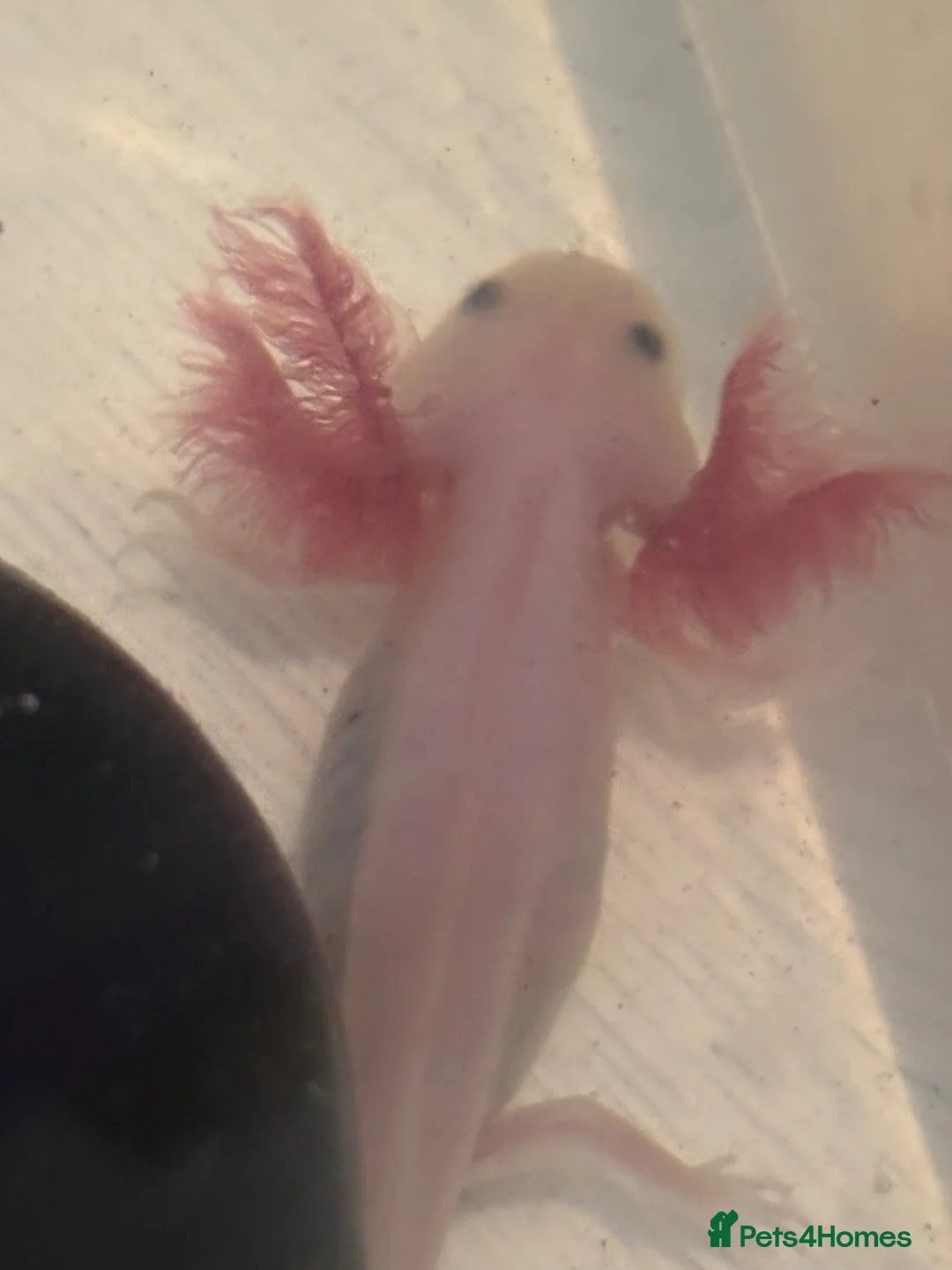 Axolotl reptiles for sale: Beautiful Axelotl  in Pontefract - Advert 1