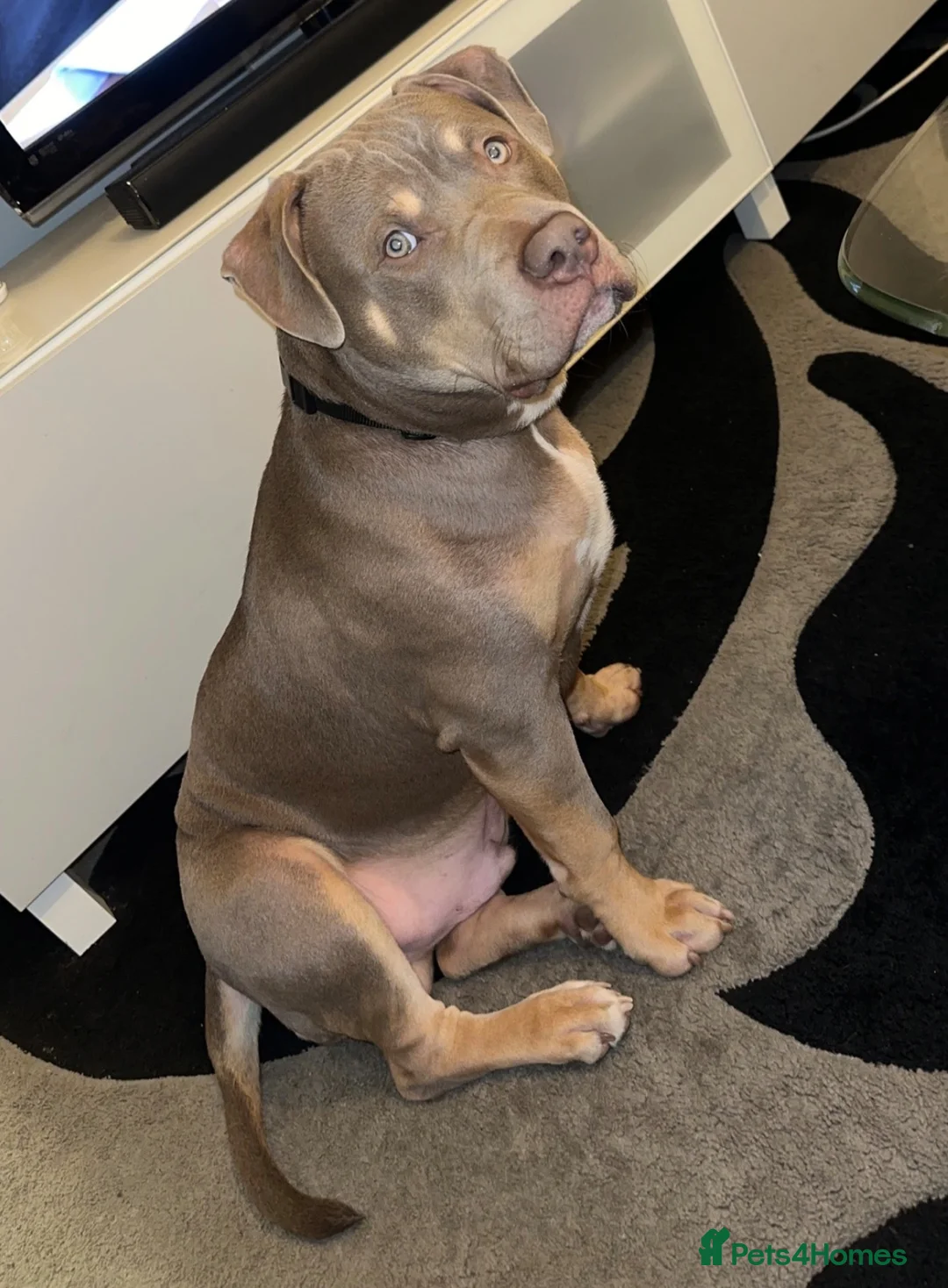 American Bully dogs for sale: Rehome Pablo  - Advert 11