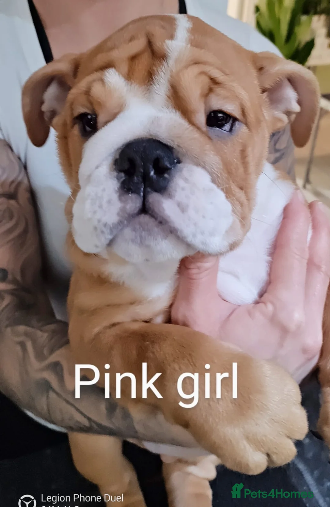 English Bulldog dogs for stud: Our Stunning English Bulldog Carter  in York - Advert 32