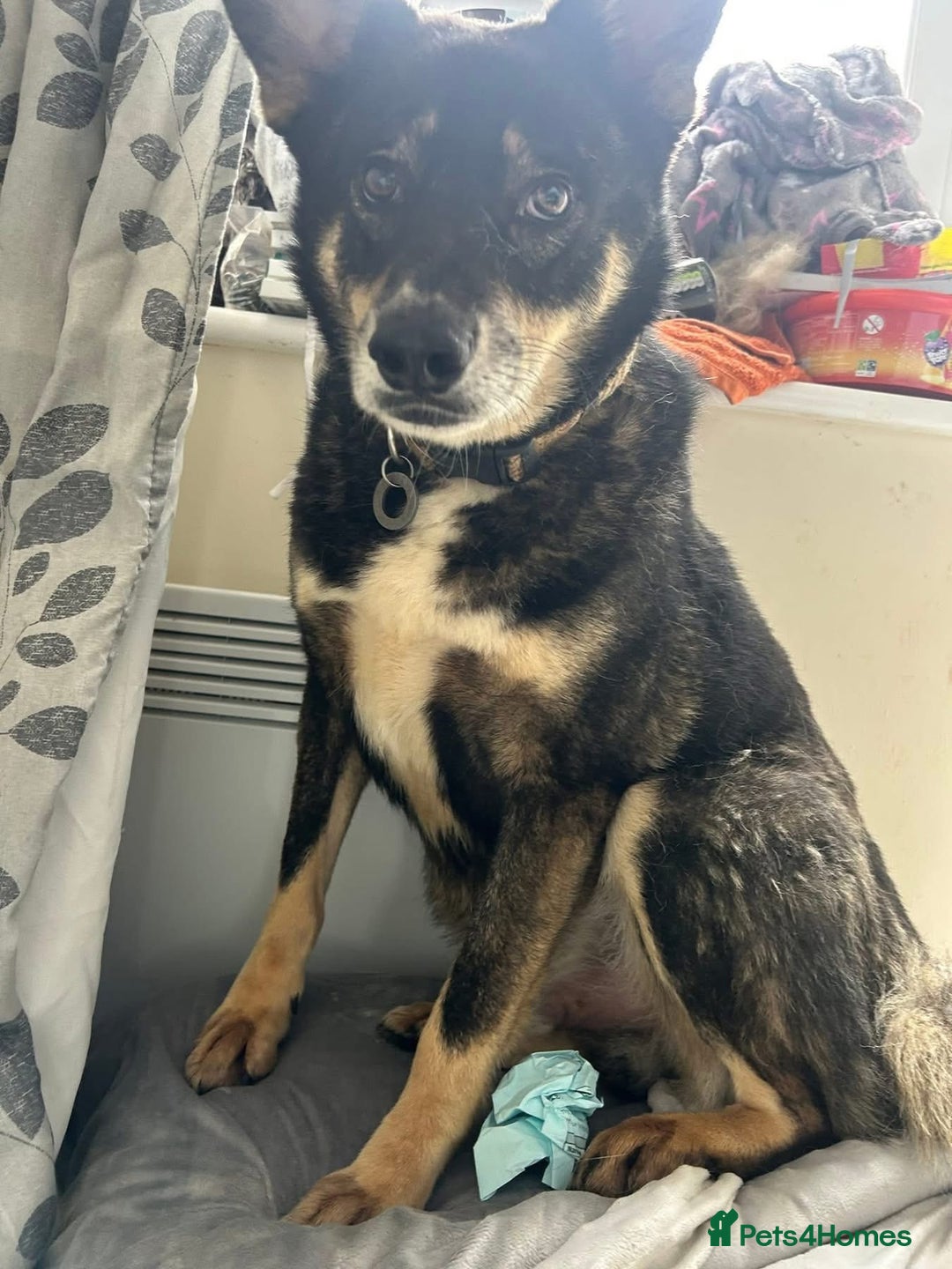 Mixed Breed dogs for adoption: Ben - Norwich Norfolk  - Advert 10