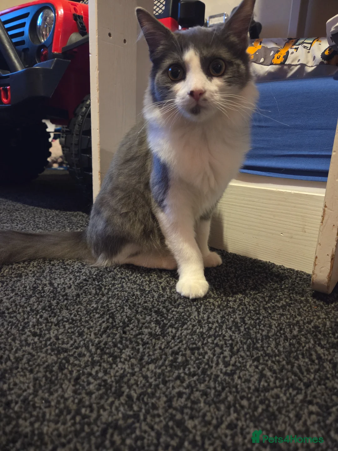 Mixed Breed cats for sale: Tilly  - Advert 2