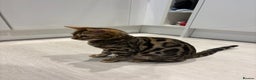 Bengal cats for sale: Gorgeous Bengal kitten - Advert 4