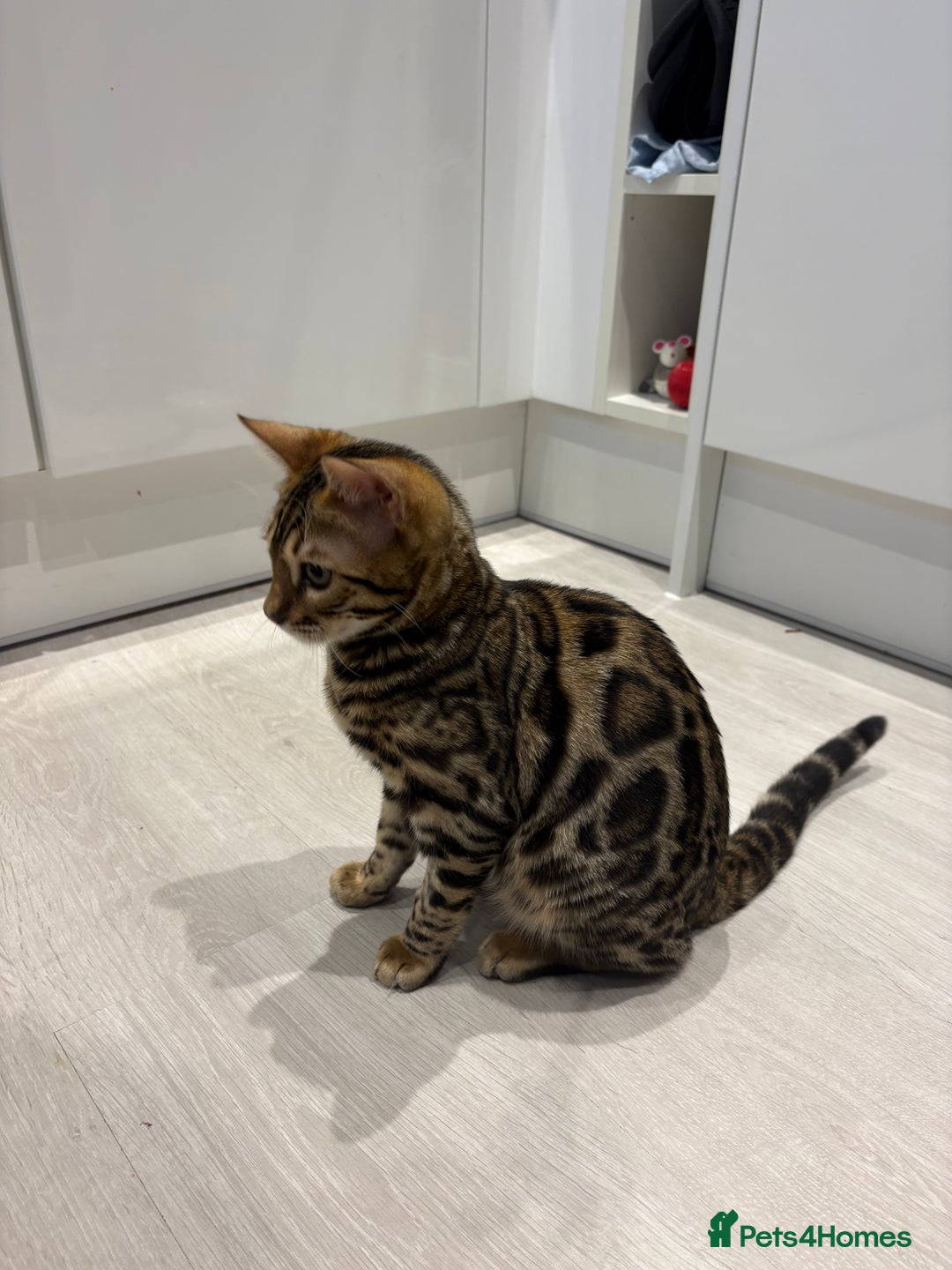 Bengal cats for sale: Gorgeous Bengal kitten - Advert 4