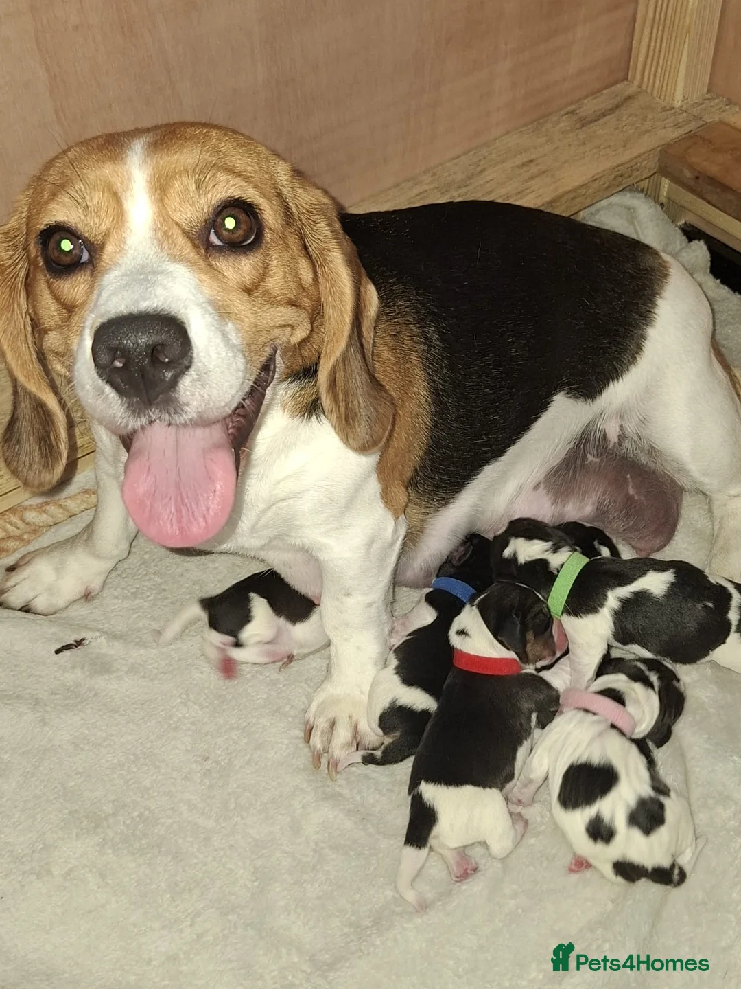 Beagle dogs for sale: Beautiful beagle puppies  - Advert 18