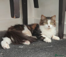 Maine Coon cats - Advert 5