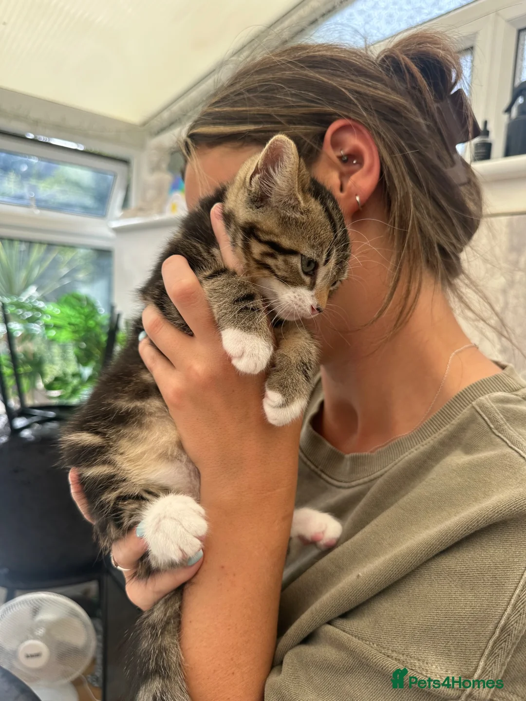 Mixed Breed cats for sale: Beautiful tabby kittens for sale - Advert 36