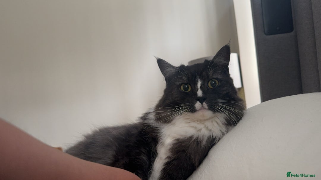 Mixed Breed cats for sale: Mila female 3 year old - Advert 6