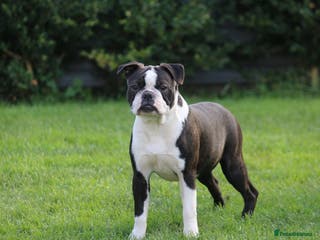 Boston Terrier dogs MAGGIE – Female Boston Terrier - Advert 17