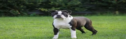 Boston Terrier dogs for adoption: MAGGIE – Female Boston Terrier - Advert 1