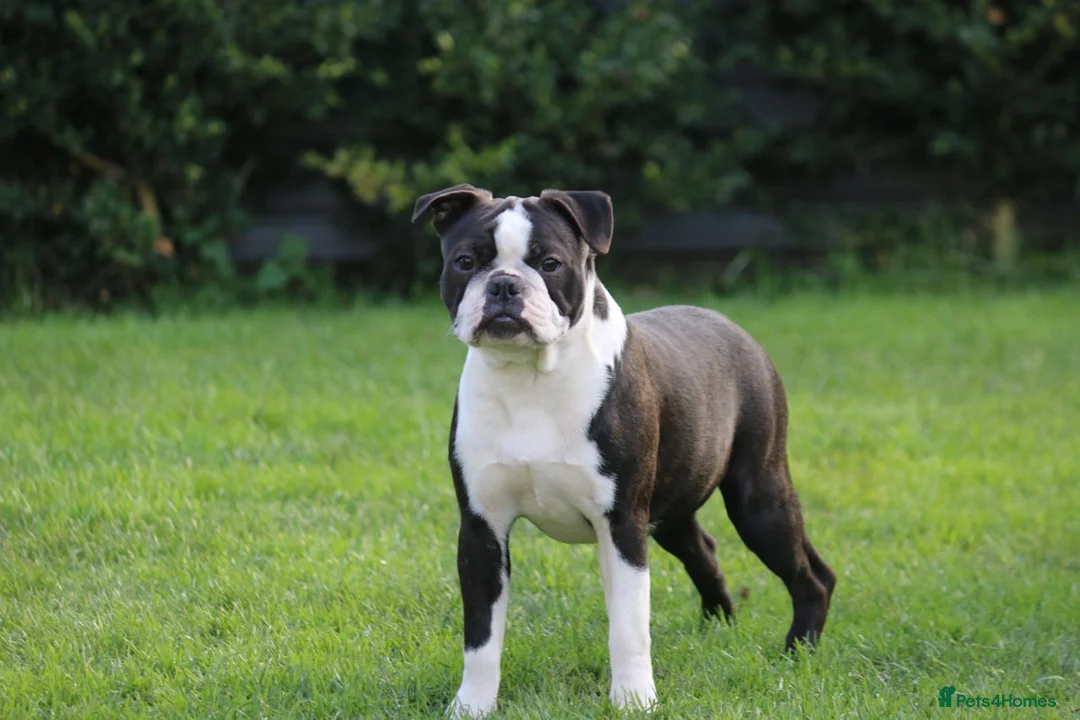 Boston Terrier dogs for adoption: MAGGIE – Female Boston Terrier - Advert 1