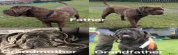 Neapolitan Mastiff dogs for sale: 2 Neapolitan mastiff puppies  - Advert 30