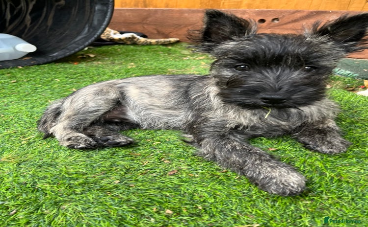 Cairn Terrier dogs - Advert 1
