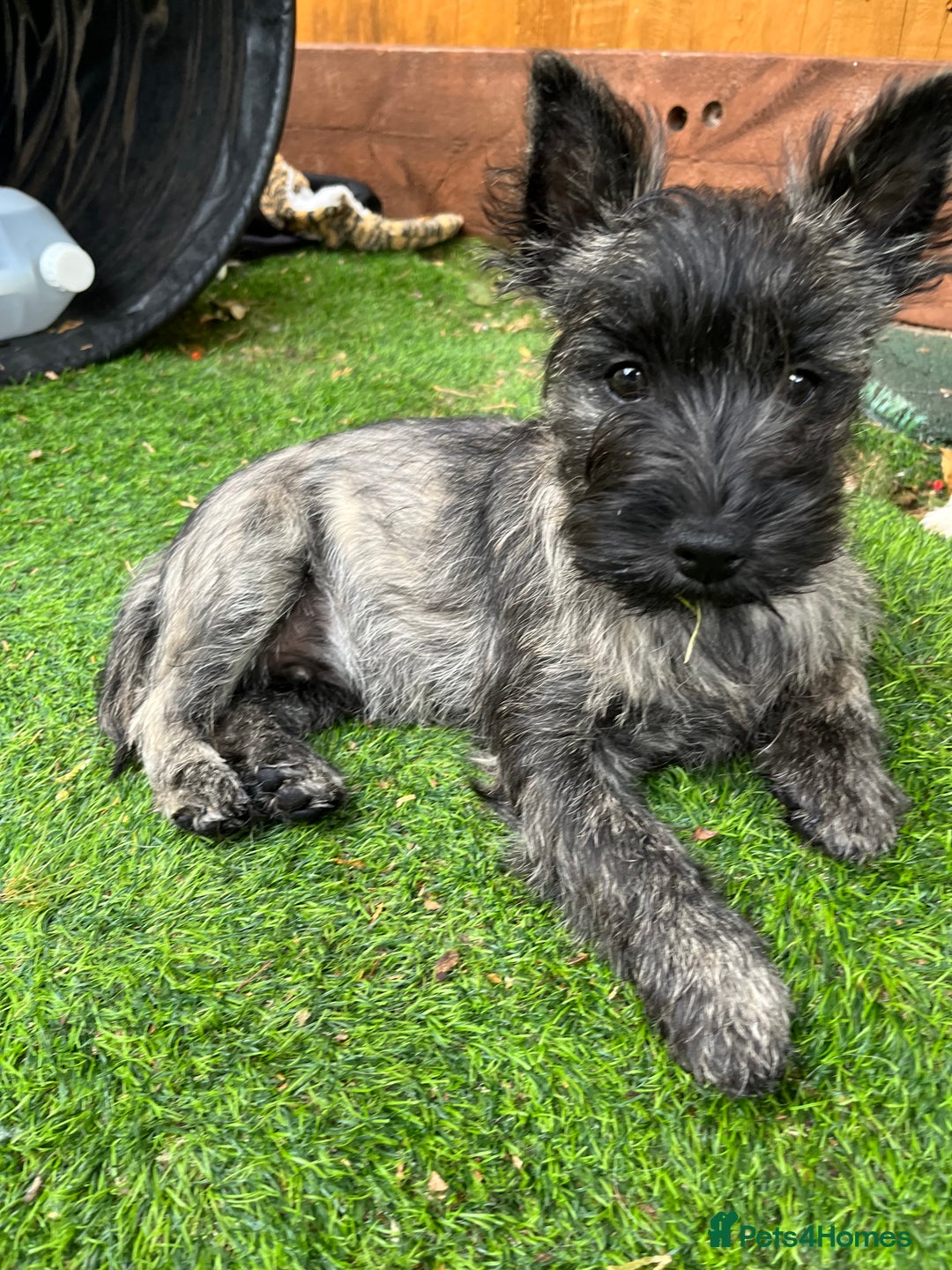 Cairn Terrier dogs for sale: Handsome Cairn Terrier Boy - Image 1