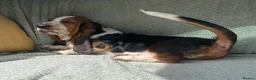 Basset Hound dogs for sale: Beautiful Basset Hound Puppies - Advert 2