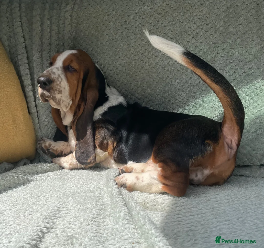 Basset Hound dogs for sale: Beautiful Basset Hound Puppies - Advert 2