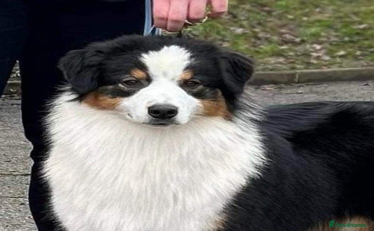 Australian Shepherd dogs Black Tri Australian Shepherd Female - Advert 15