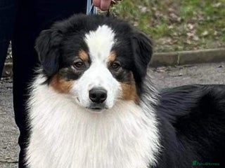 Australian Shepherd dogs Black Tri Australian Shepherd Female - Advert 10