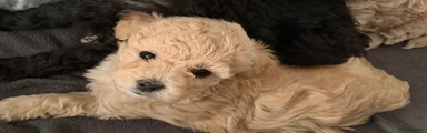 Red Puppy 