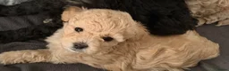 Toy Poodle dogs for sale: Pretty Asian Micro Toy Poodle X Toy Poodle Puppies - Advert 4