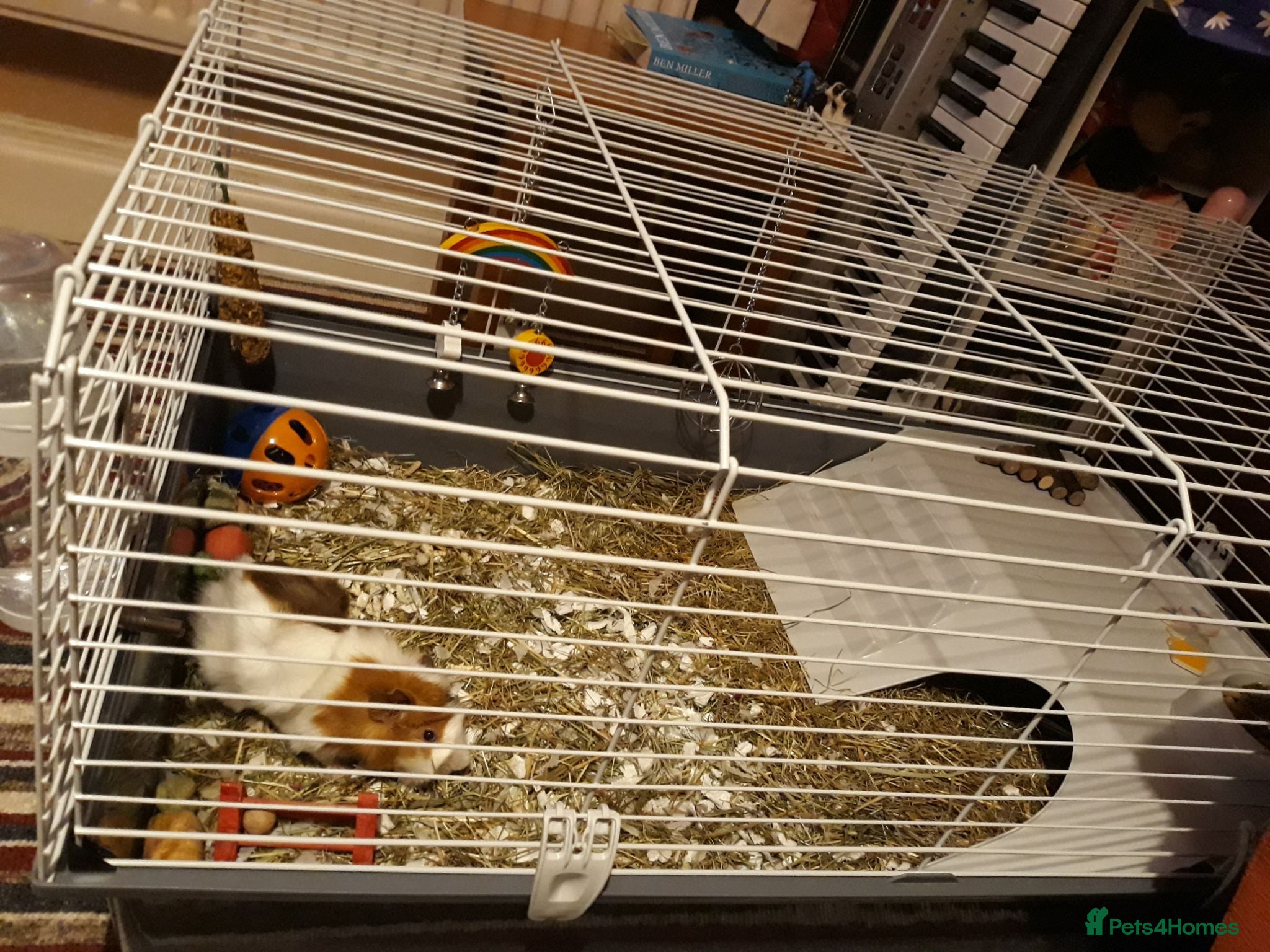 Guinea Pig rodents Miss laura  - Advert 2