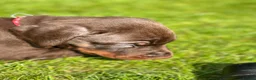 Dobermann dogs for sale: CHESHIRE WORLD CLASS DOBERMAN PUPPY - Advert 5