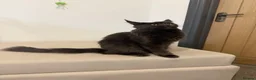 Maine Coon cats for sale: Pedigree GCCF Russian Kazakhstan import line - Advert 13