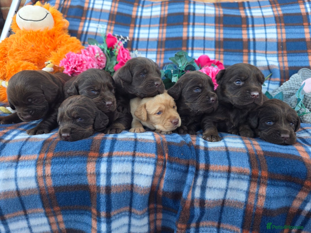 Cockerdor dogs for sale: F1 cockerdor puppies , cocker x labrador  - Image 22