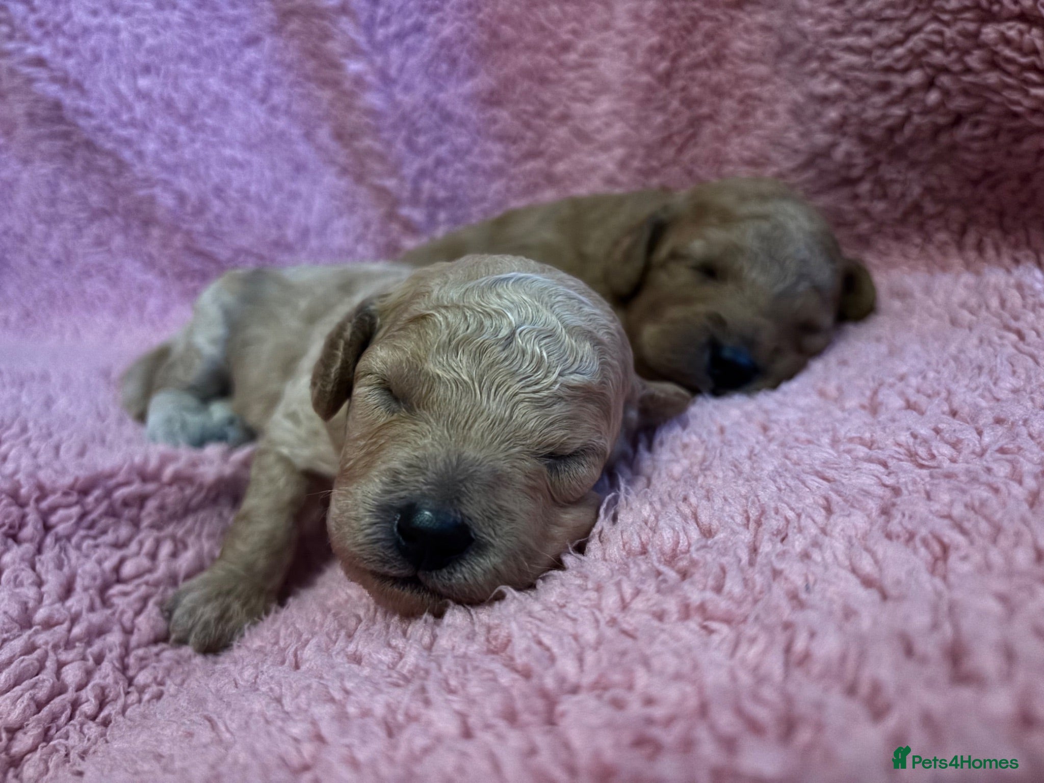 Cavapoochon dogs Cavapoochon Pups  - Advert 1