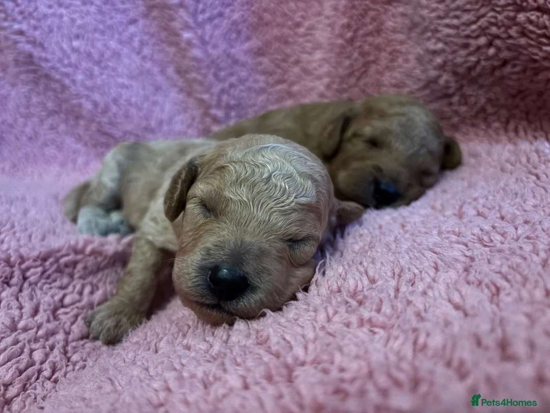 Cavapoochon dogs for sale: Cavapoochon Pups  - Advert 1