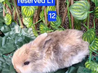 Mini Lop rabbits Mini lop babies ready 9 May - Advert 18
